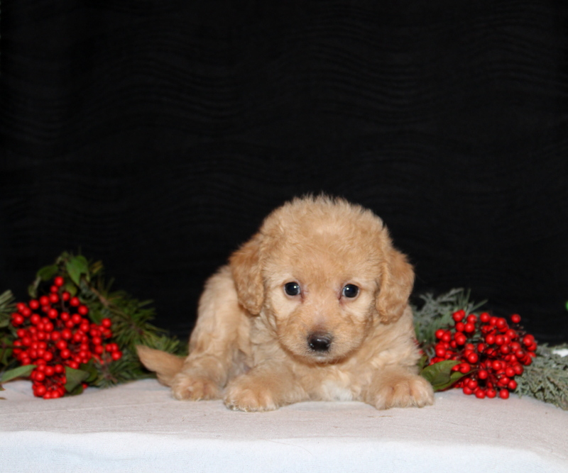 puppy, for, sale, Morki-Poo, Matthew B. Stoltzfus, dog, breeder, Gap, PA, dog-breeder, puppy-for-sale, forsale, nearby, find, puppyfind, locator, puppylocator, aca